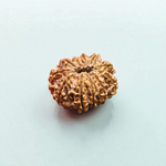 11 Mukhi Rudraksha Lab Certified - Natural Eleven-Face Rudraksha for Hanuman’s Strength – Malawala