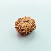 11 Mukhi Rudraksha Lab Certified - Natural Eleven-Face Rudraksha for Hanuman’s Strength – Malawala