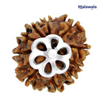 12 Mukhi Rudraksha Lab Certified - Natural Twelve-Face Rudraksha for Surya Dev Energy – Malawala