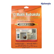 13 Mukhi Rudraksha Lab Certified - Natural Thirteen-Face Rudraksha for Kamadeva & Vishnu’s Grace – Malawala