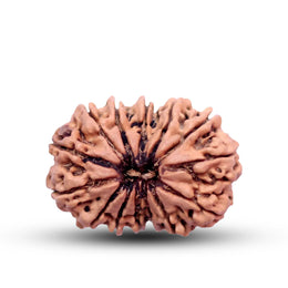 14 Mukhi Rudraksha Lab Certified - Natural Fourteen-Face Rudraksha for Lord Hanuman’s Vision – Malawala