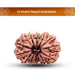 14 Mukhi Rudraksha Lab Certified - Natural Fourteen-Face Rudraksha for Lord Hanuman’s Vision – Malawala