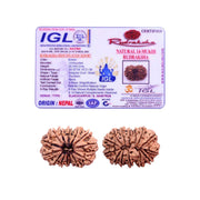 14 Mukhi Rudraksha Lab Certified - Natural Fourteen-Face Rudraksha for Lord Hanuman’s Vision – Malawala