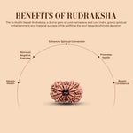 14 Mukhi Rudraksha Lab Certified - Natural Fourteen-Face Rudraksha for Lord Hanuman’s Vision – Malawala