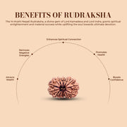 14 Mukhi Rudraksha Lab Certified - Natural Fourteen-Face Rudraksha for Lord Hanuman’s Vision – Malawala
