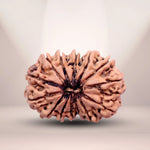 14 Mukhi Rudraksha Lab Certified - Natural Fourteen-Face Rudraksha for Lord Hanuman’s Vision – Malawala