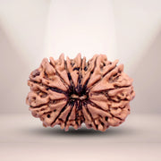 14 Mukhi Rudraksha Lab Certified - Natural Fourteen-Face Rudraksha for Lord Hanuman’s Vision – Malawala