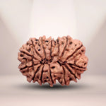 14 Mukhi Rudraksha Lab Certified - Natural Fourteen-Face Rudraksha for Lord Hanuman’s Vision – Malawala