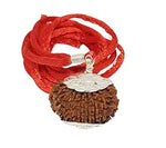 16 Mukhi Rudraksha Lab Certified - Natural Sixteen-Face Rudraksha for Mahamrityunjaya Protection – Malawala