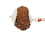 16 Mukhi Rudraksha Lab Certified - Natural Sixteen-Face Rudraksha for Mahamrityunjaya Protection – Malawala