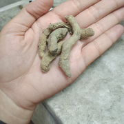 200 grams of Kali Haldi (Black Turmeric) seeds also known as Narkachur or Nar Kachur – natural and potent remedy for rituals and prosperity