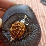 2 Mukhi Rudraksha Lab Certified - Natural 2 Face Rudraksha for Shiva and Shakti – Malawala