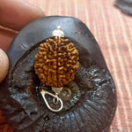 2 Mukhi Rudraksha Lab Certified - Natural 2 Face Rudraksha for Shiva and Shakti – Malawala