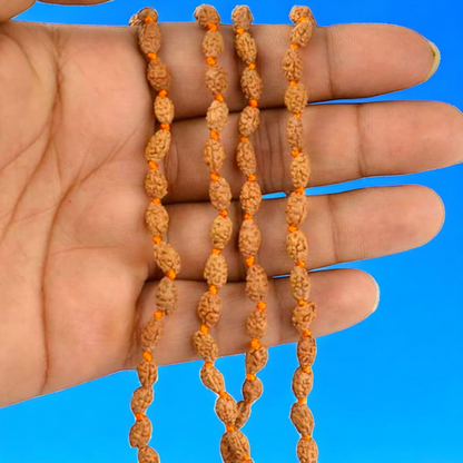 2 Mukhi Rudraksha Mala 27+1 Beads Lab Certified | Malawala