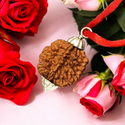 2 Mukhi Rudraksha Lab Certified - Natural 2 Face Rudraksha for Shiv2 Mukhi Rudraksha Pendant Lab Certified - Natural 2 Face Rudraksha for Shiva and Shakti – Malawalaa and Shakti – Malawala