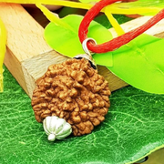 2 Mukhi Rudraksha Pendant Lab Certified - Natural 2 Face Rudraksha for Shiva and Shakti – Malawala