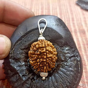 2 Mukhi Rudraksha Pendant Lab Certified - Natural 2 Face Rudraksha for Shiva and Shakti – Malawala