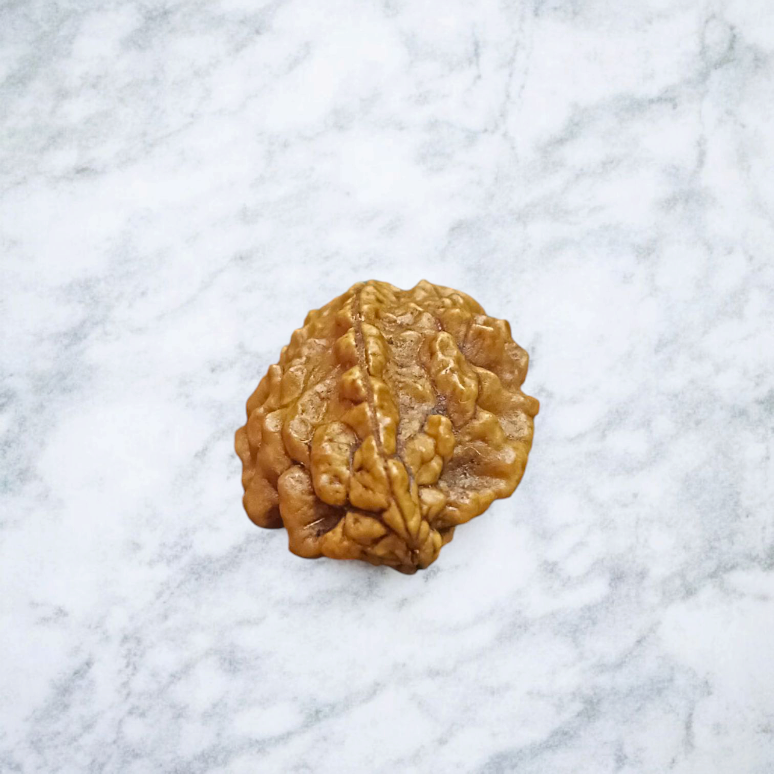 2 Mukhi Rudraksha Pendant Lab Certified - Natural 2 Face Rudraksha for Shiva and Shakti – Malawala