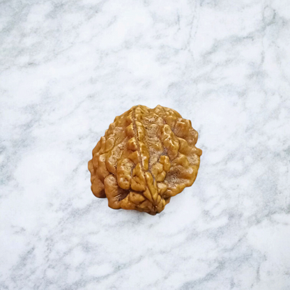 2 Mukhi Rudraksha Pendant Lab Certified - Natural 2 Face Rudraksha for Shiva and Shakti – Malawala