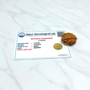 2 Mukhi Rudraksha Pendant Lab Certified - Natural 2 Face Rudraksha for Shiva and Shakti – Malawala
