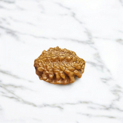 2 Mukhi Rudraksha Pendant Lab Certified - Natural 2 Face Rudraksha for Shiva and Shakti – Malawala