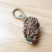 3 Mukhi Rudraksha Lab Certified - Natural Three-Face Rudraksha for Agni Dev Blessings – Malawala