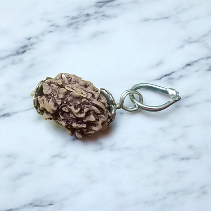 3 Mukhi Rudraksha Lab Certified - Natural Three-Face Rudraksha for Agni Dev Blessings – Malawala