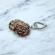 3 Mukhi Rudraksha Lab Certified - Natural Three-Face Rudraksha for Agni Dev Blessings – Malawala