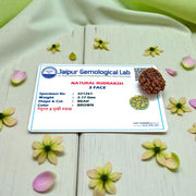 3 Mukhi Rudraksha Lab Certified - Natural Three-Face Rudraksha for Agni Dev Blessings – Malawala