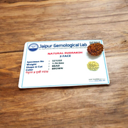 3 Mukhi Rudraksha Lab Certified - Natural Three-Face Rudraksha for Agni Dev Blessings – Malawala