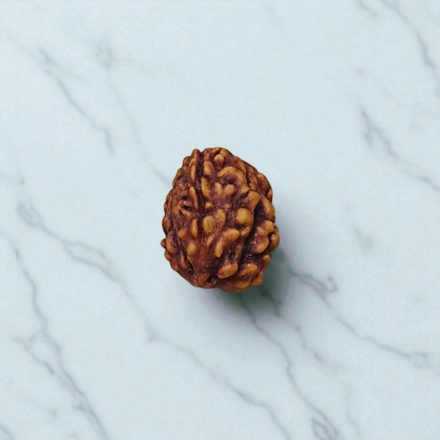 3 Mukhi Rudraksha Lab Certified - Natural Three-Face Rudraksha for Agni Dev Blessings – Malawala