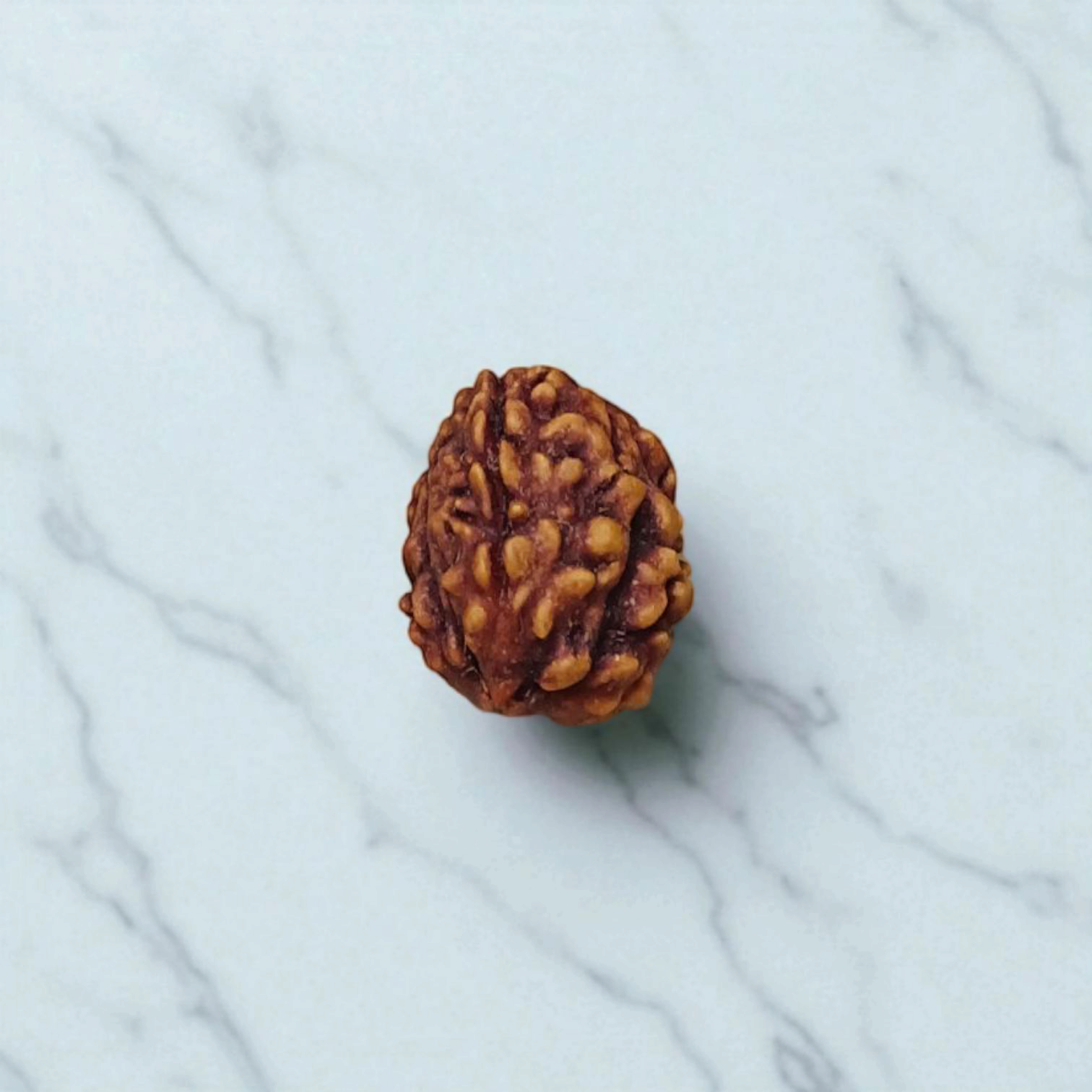 3 Mukhi Rudraksha Lab Certified - Natural Three-Face Rudraksha for Agni Dev Blessings – Malawala
