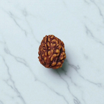 3 Mukhi Rudraksha Lab Certified - Natural Three-Face Rudraksha for Agni Dev Blessings – Malawala