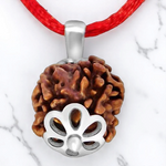 4 Mukhi Rudraksha Lab Certified - Natural Four-Face Rudraksha for Brahma Wisdom – Malawala