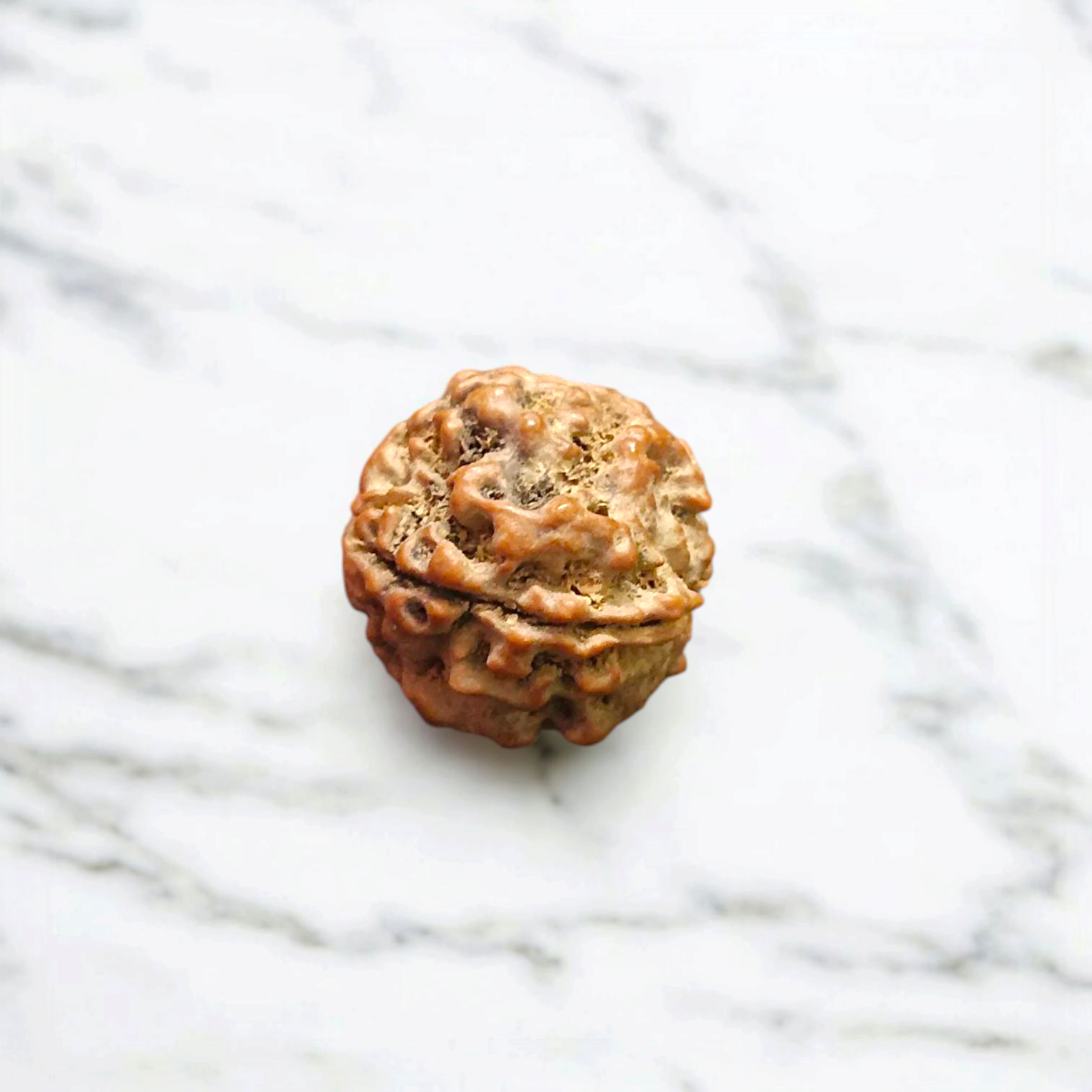 4 Mukhi Rudraksha Lab Certified - Natural Four-Face Rudraksha for Brahma Wisdom – Malawala