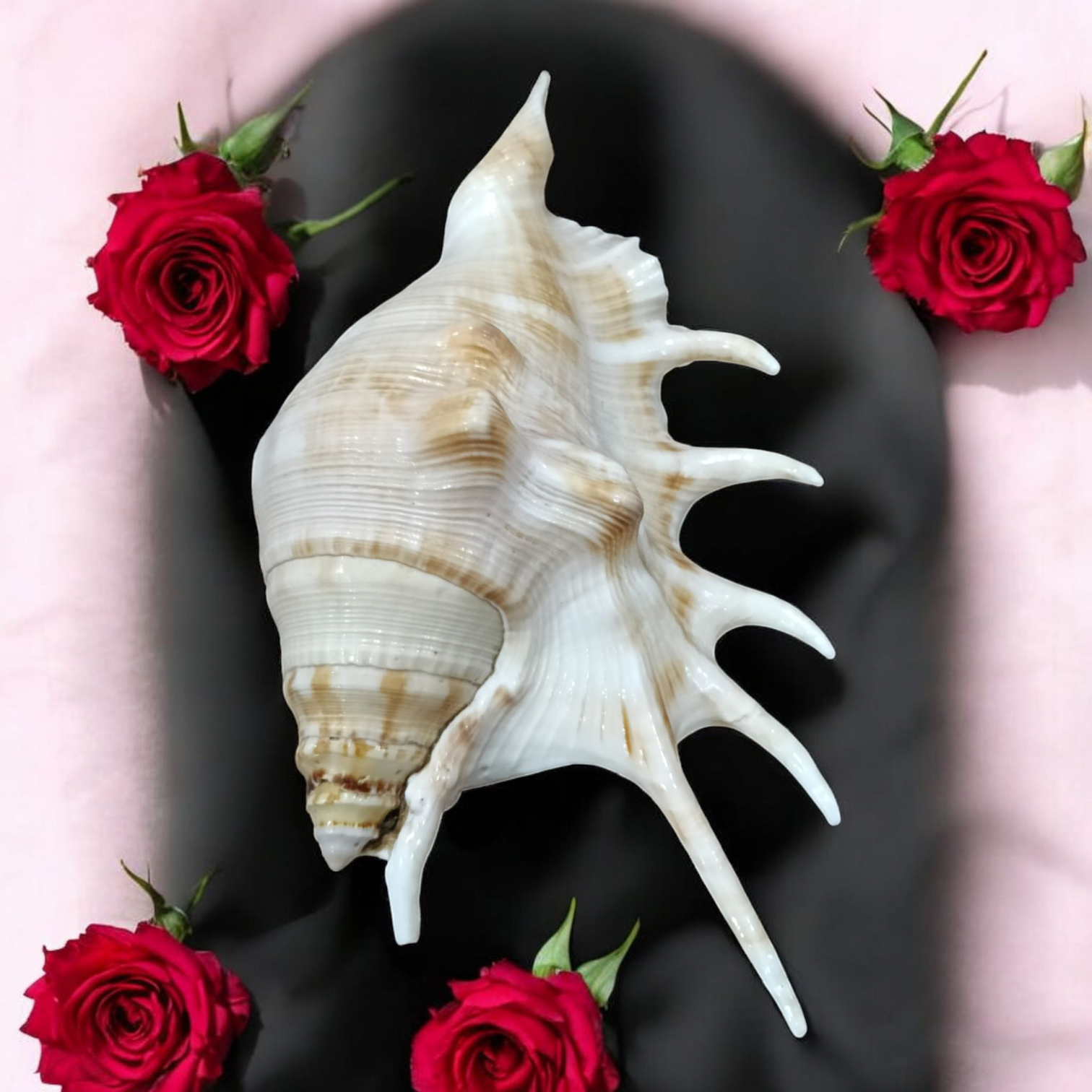 5 Mukhi Lakshmi Shankh - Natural Panchmukhi Conch for Puja (Non-Blowing, Lab Certified) | Malawala