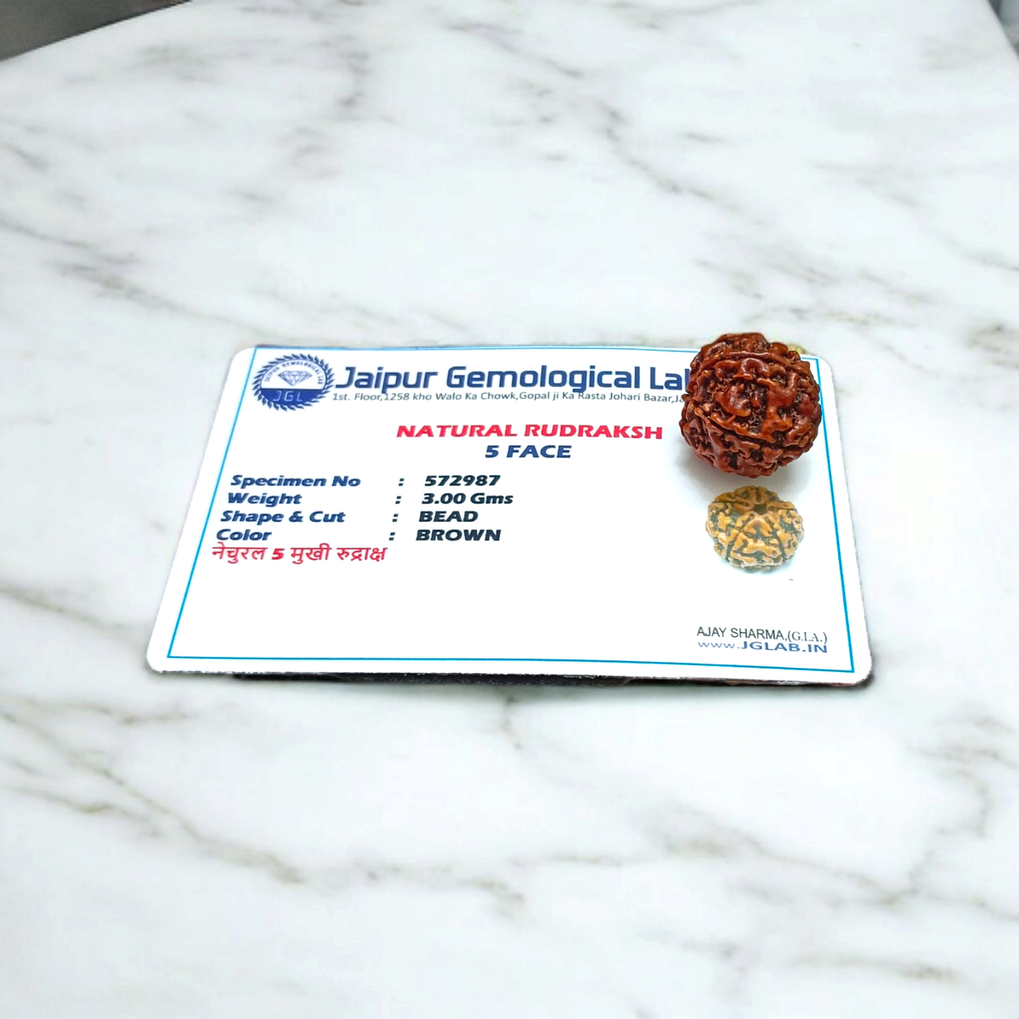 5 Mukhi Rudraksha Lab Certified - Natural Five-Face Rudraksha for Shiva Protection – Malawala