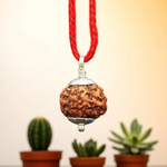 6 Mukhi Rudraksha Lab Certified - Natural Six-Face Rudraksha for Kartikeya’s Strength – Malawala