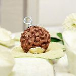 6 Mukhi Rudraksha Lab Certified - Natural Six-Face Rudraksha for Kartikeya’s Strength – Malawala