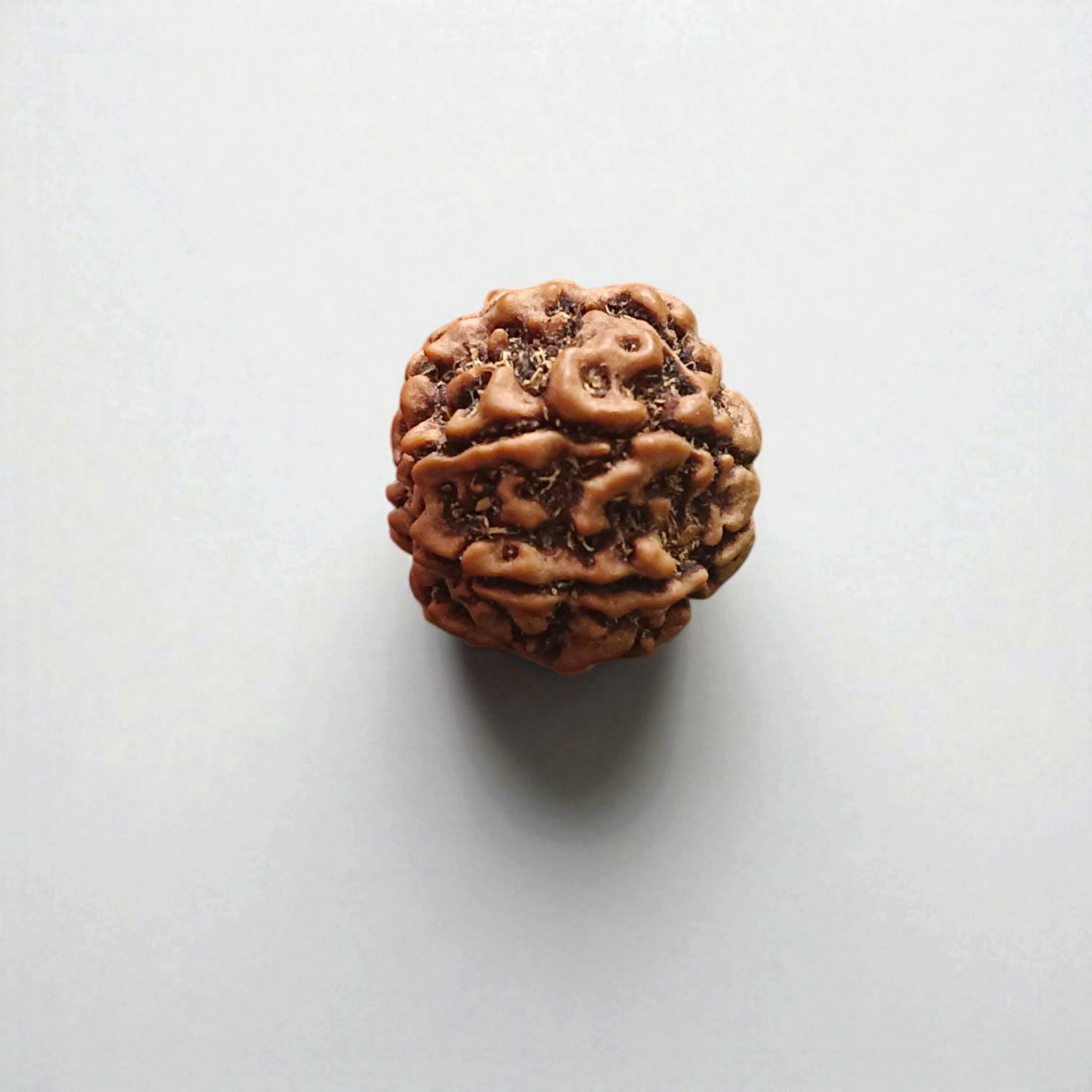 6 Mukhi Rudraksha Lab Certified - Natural Six-Face Rudraksha for Kartikeya’s Strength – Malawala