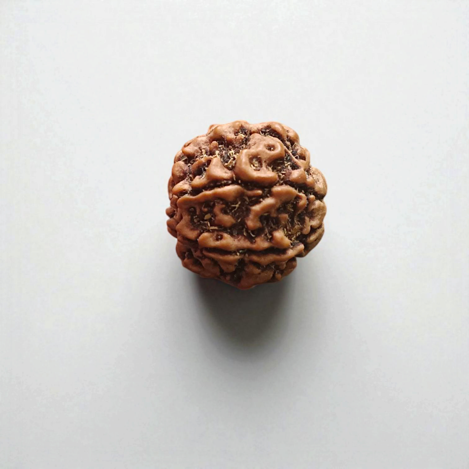 6 Mukhi Rudraksha Lab Certified - Natural Six-Face Rudraksha for Kartikeya’s Strength – Malawala