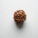 6 Mukhi Rudraksha Lab Certified - Natural Six-Face Rudraksha for Kartikeya’s Strength – Malawala