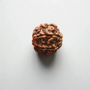 6 Mukhi Rudraksha Lab Certified - Natural Six-Face Rudraksha for Kartikeya’s Strength – Malawala