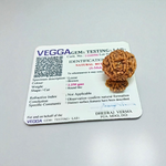 6 Mukhi Rudraksha Lab Certified - Natural Six-Face Rudraksha for Kartikeya’s Strength – Malawala