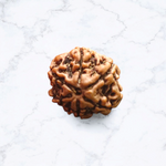 6 Mukhi Rudraksha Lab Certified - Natural Six-Face Rudraksha for Kartikeya’s Strength – Malawala