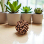 6 Mukhi Rudraksha Lab Certified - Natural Six-Face Rudraksha for Kartikeya’s Strength – Malawala