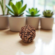6 Mukhi Rudraksha Lab Certified - Natural Six-Face Rudraksha for Kartikeya’s Strength – Malawala