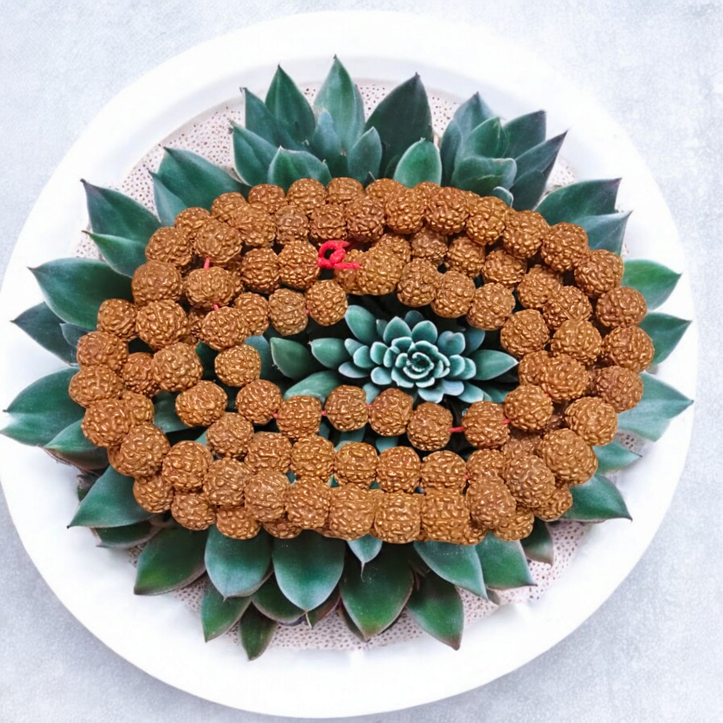 6 Mukhi Rudraksha Mala 108+1 Beads Lab Certified | Malawala