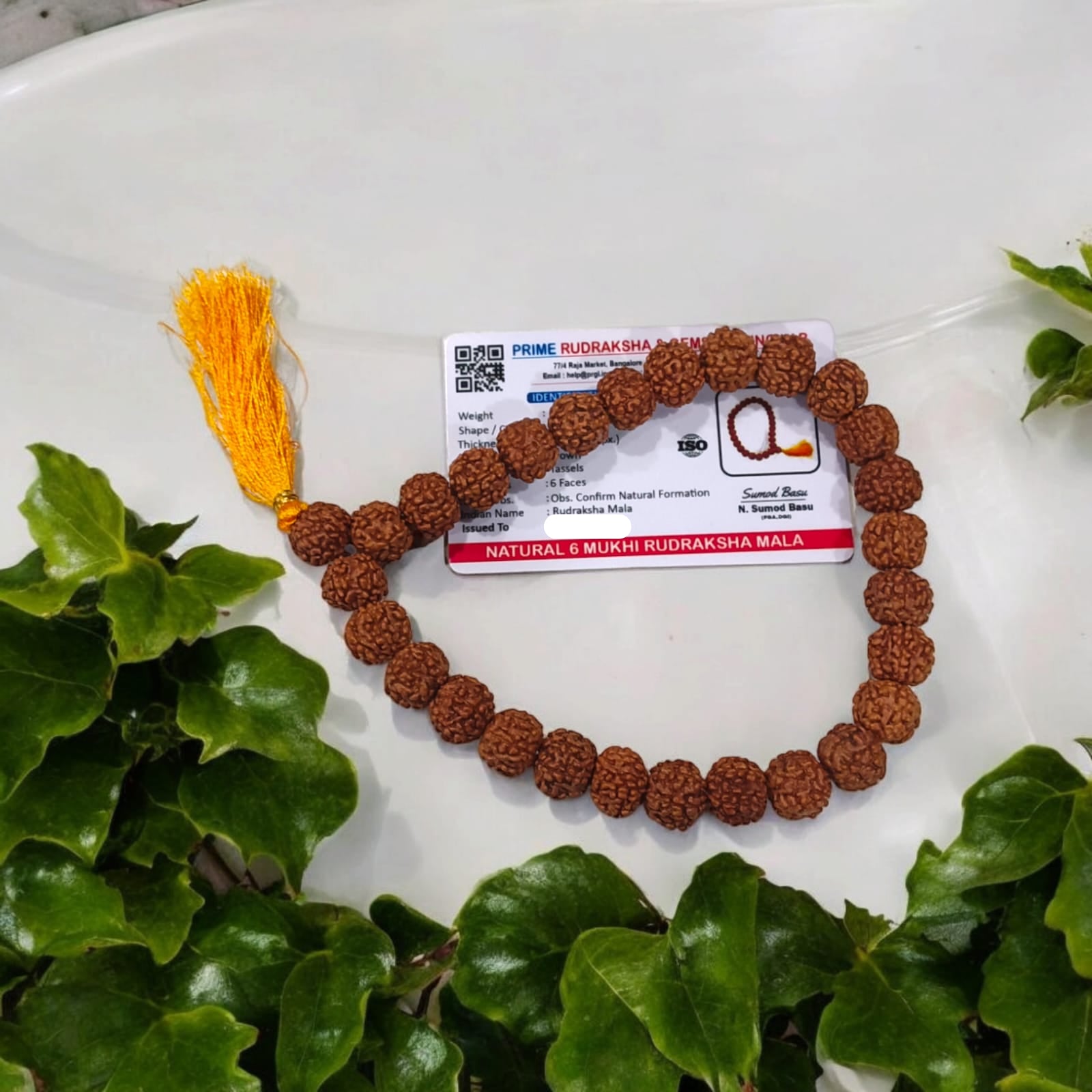 6 Mukhi Rudraksha Mala 27+1 Beads Lab Certified | Malawala