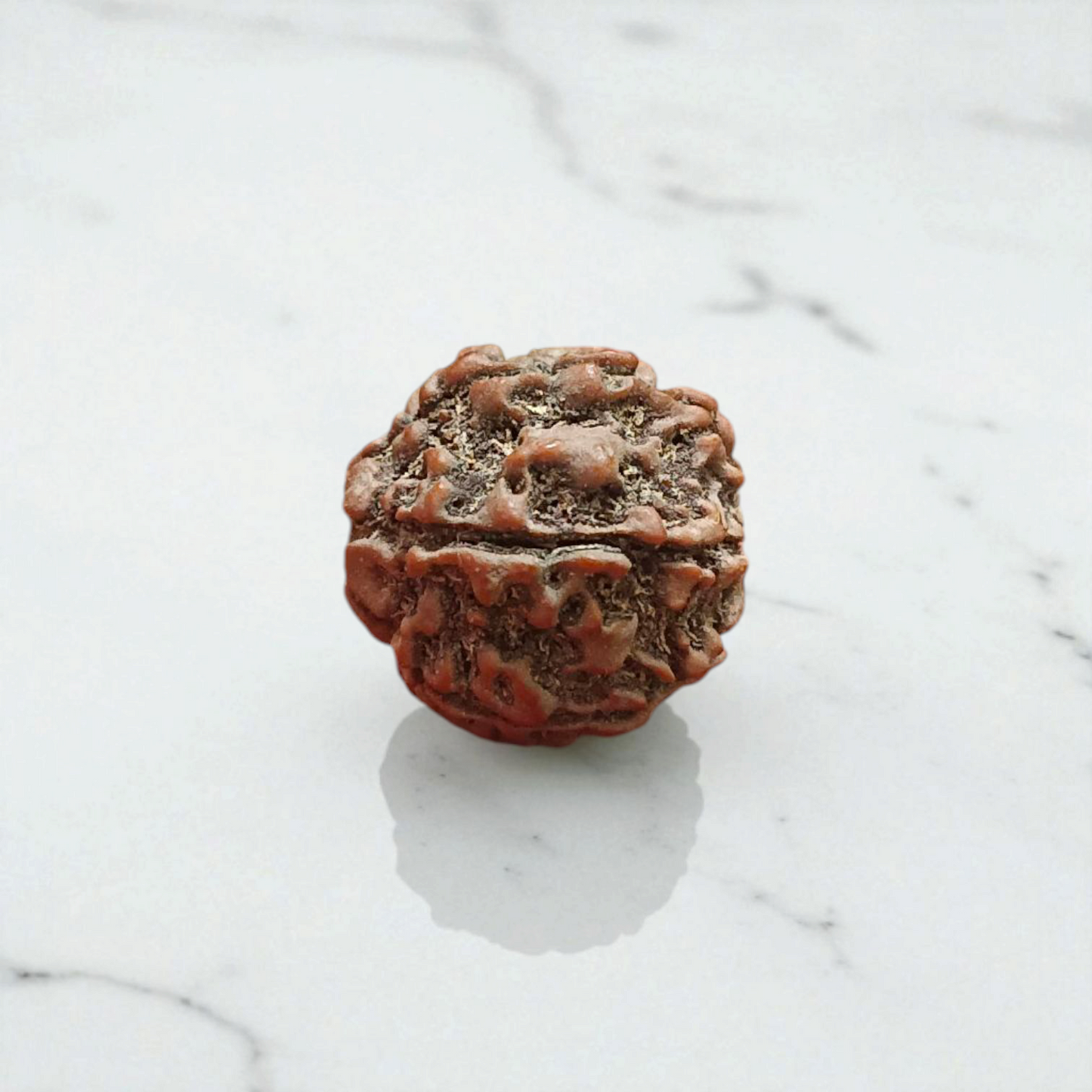 7 Mukhi Rudraksha Lab Certified - Natural Seven-Face Rudraksha for Goddess Lakshmi’s Blessings – Malawala
